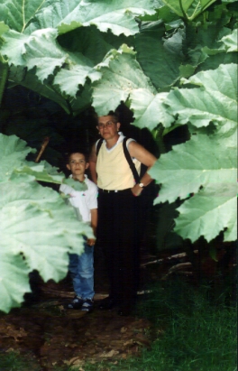 Bei Regen schnell unter die Mammutbl&auml;tter